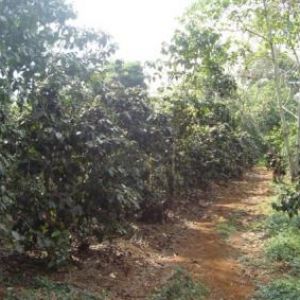 Image Sale land paksong  0