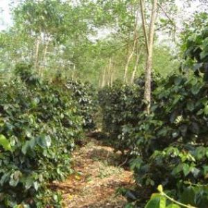 Image Sale land paksong  0